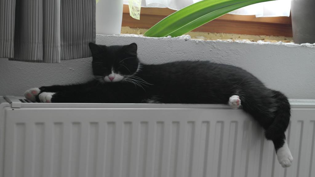 Appartement Gwiggner Niederau Zewnętrze zdjęcie